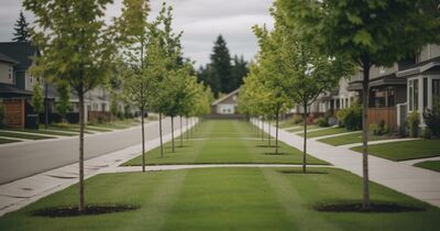 A quiet new residential street in a Pacific Northwest subdivision with a landscaped grass median and young maple trees