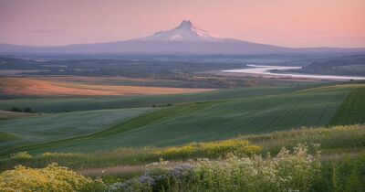 Calm summer evening view of Mount Hood with rolling green Willamette Valley foreground and clear sky