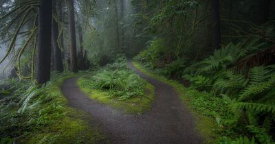 A trail forking into two paths through a misty Oregon Douglas fir forest