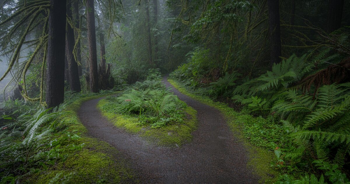 A trail forking into two paths through a misty Oregon Douglas fir forest